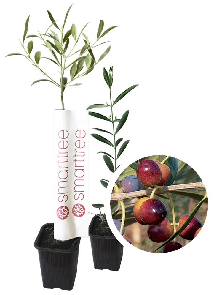 agromillora-smarttree-oliveira-variedade-arbequina.webp