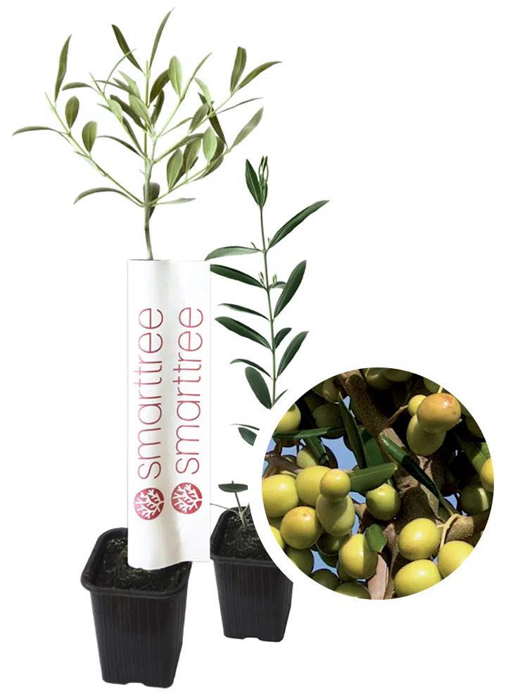 agromillora-smarttree-oliveira-variedade-arbosana.webp
