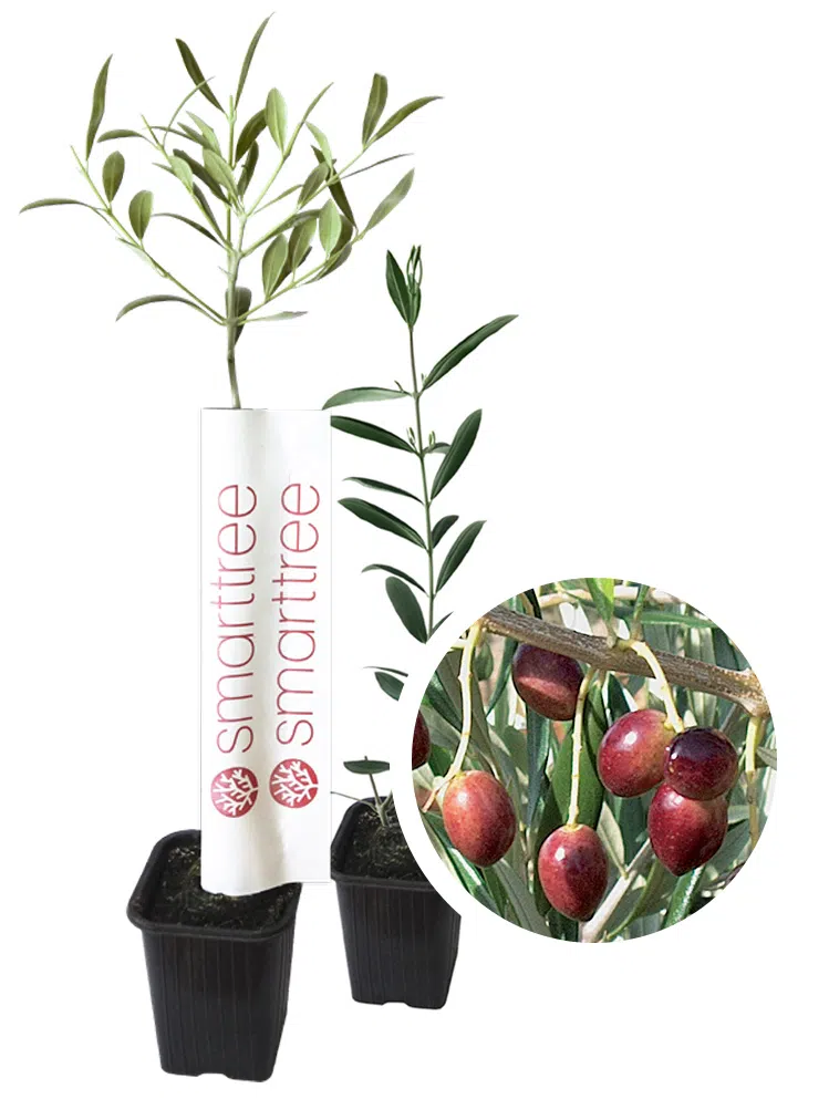 agromillora-smarttree-oliveira-variedade-koroneiki.webp