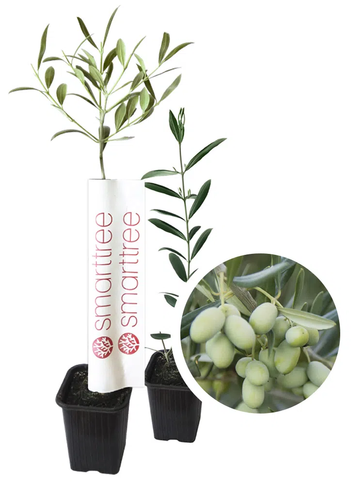 agromillora-smarttree-oliveira-variedade-lecciana.webp