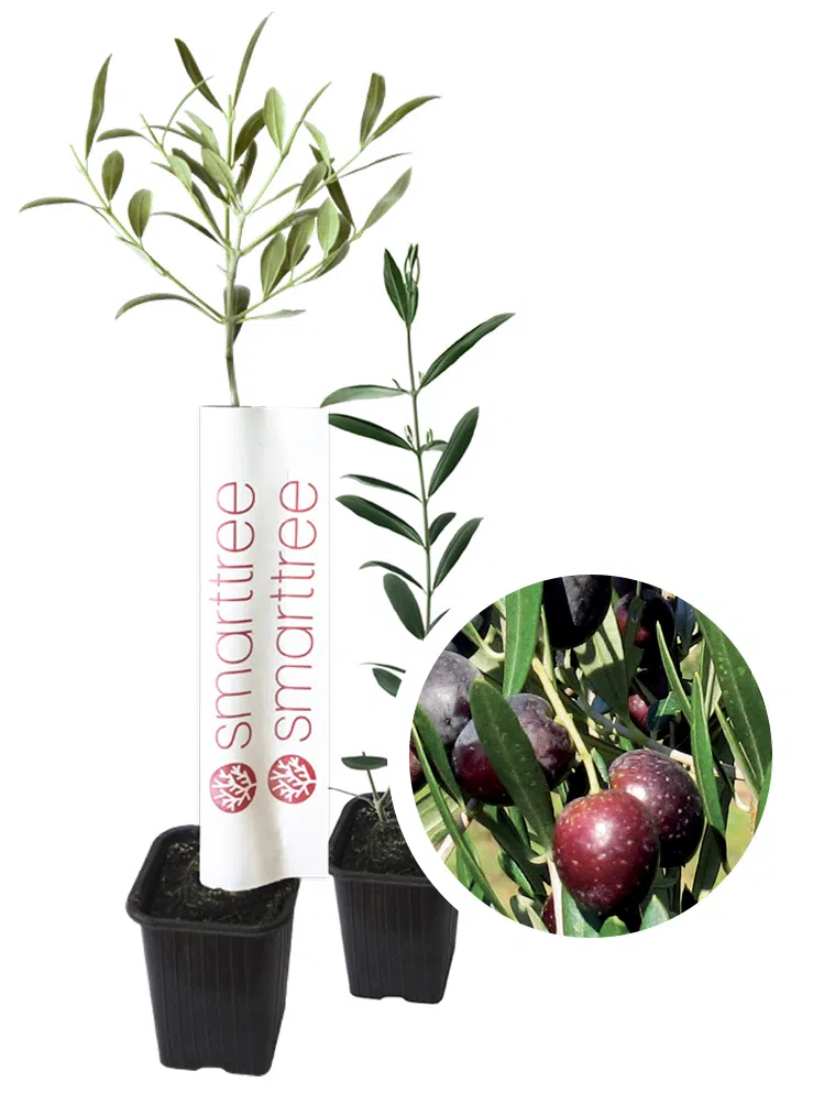 agromillora-smarttree-oliveira-variedade-sikitita.webp