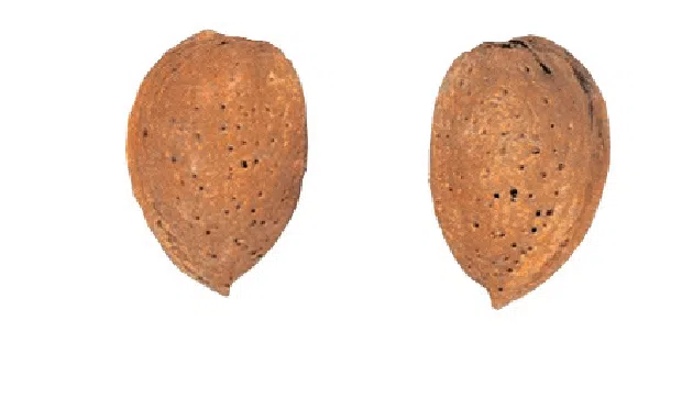 amendoas-de-cultura-de-amendoal-planta-smarttree-agromillora-amendoeira-variedade-guara.webp