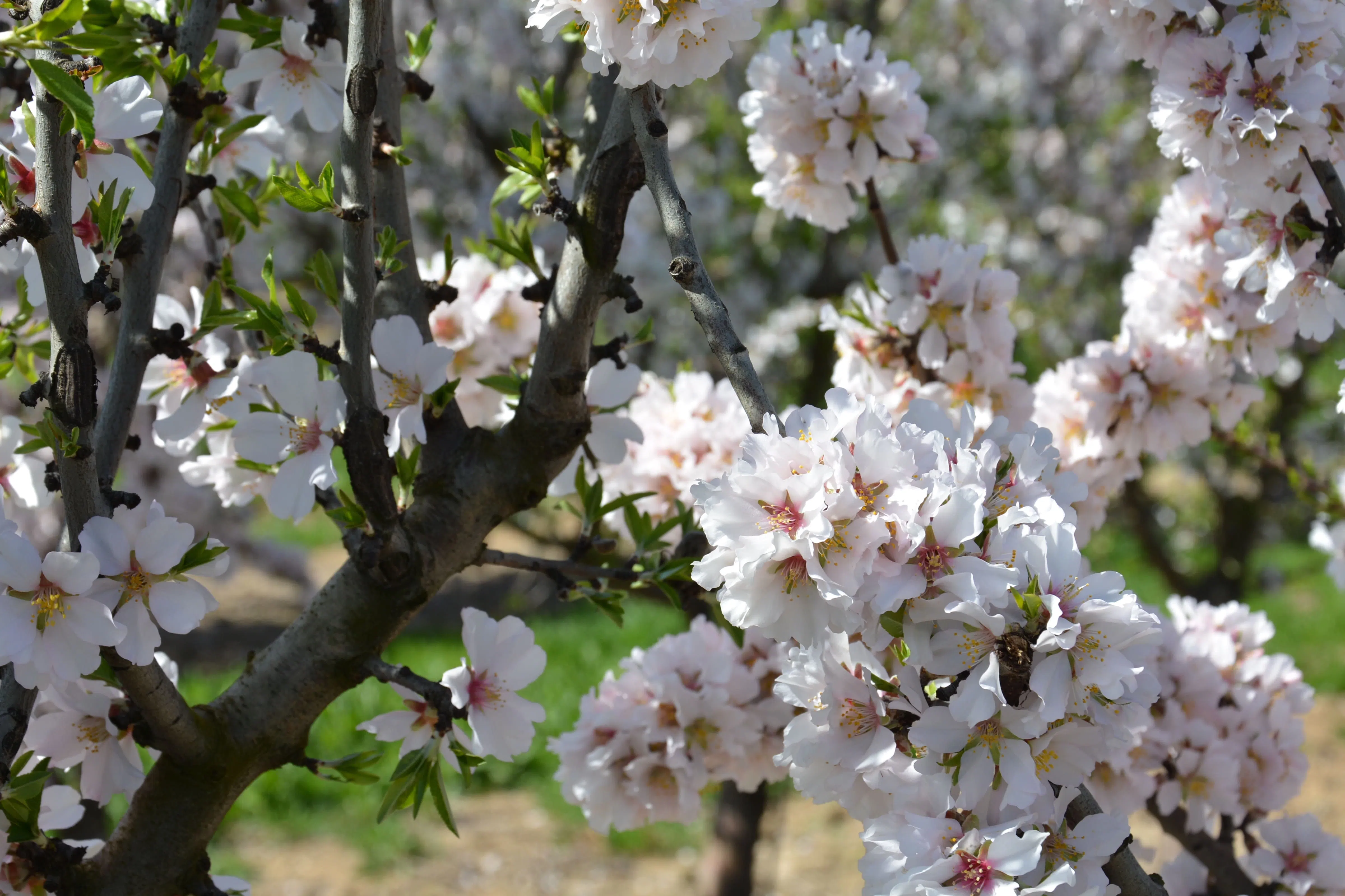 amendoeira-em-flor-plantas-agromillora.webp