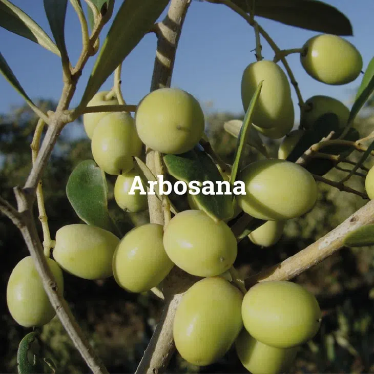 azeitona-da-variedade-arbosana.webp