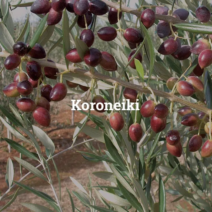 azeitona-da-variedade-koroneiki.webp