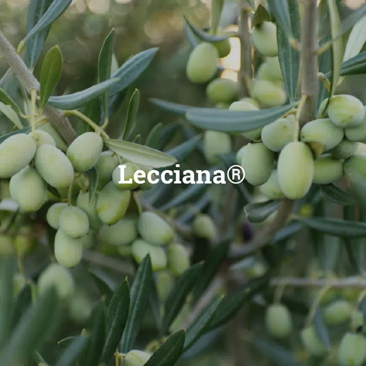 azeitona-da-variedade-lecciana.webp