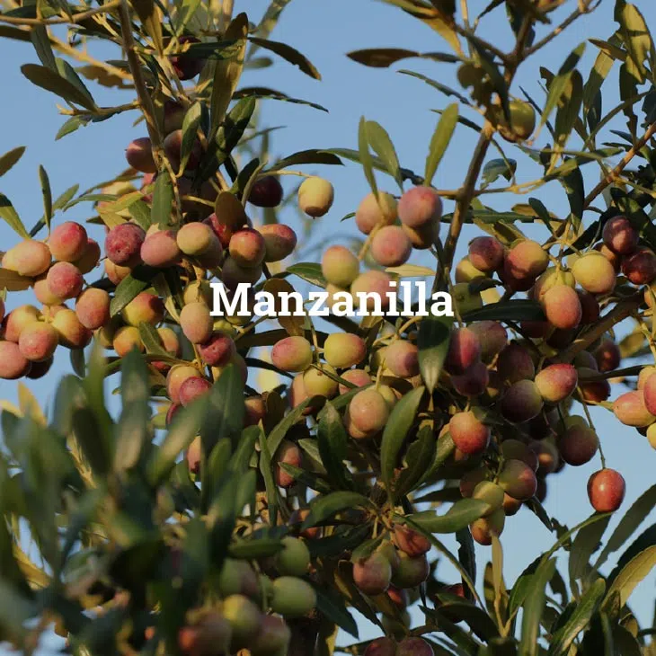 azeitona-da-variedade-manzanilla.webp