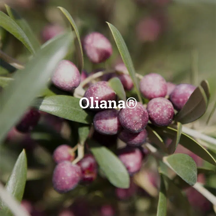 azeitona-da-variedade-oliana.webp