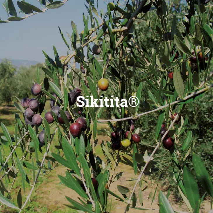 azeitona-da-variedade-sikitita.webp
