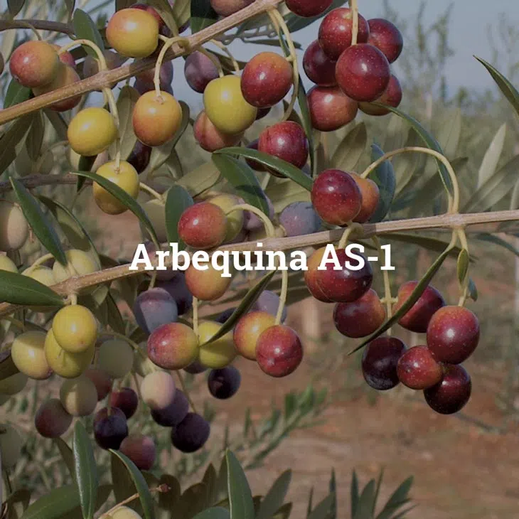 azeitonas-da-variedade-arbequina.webp