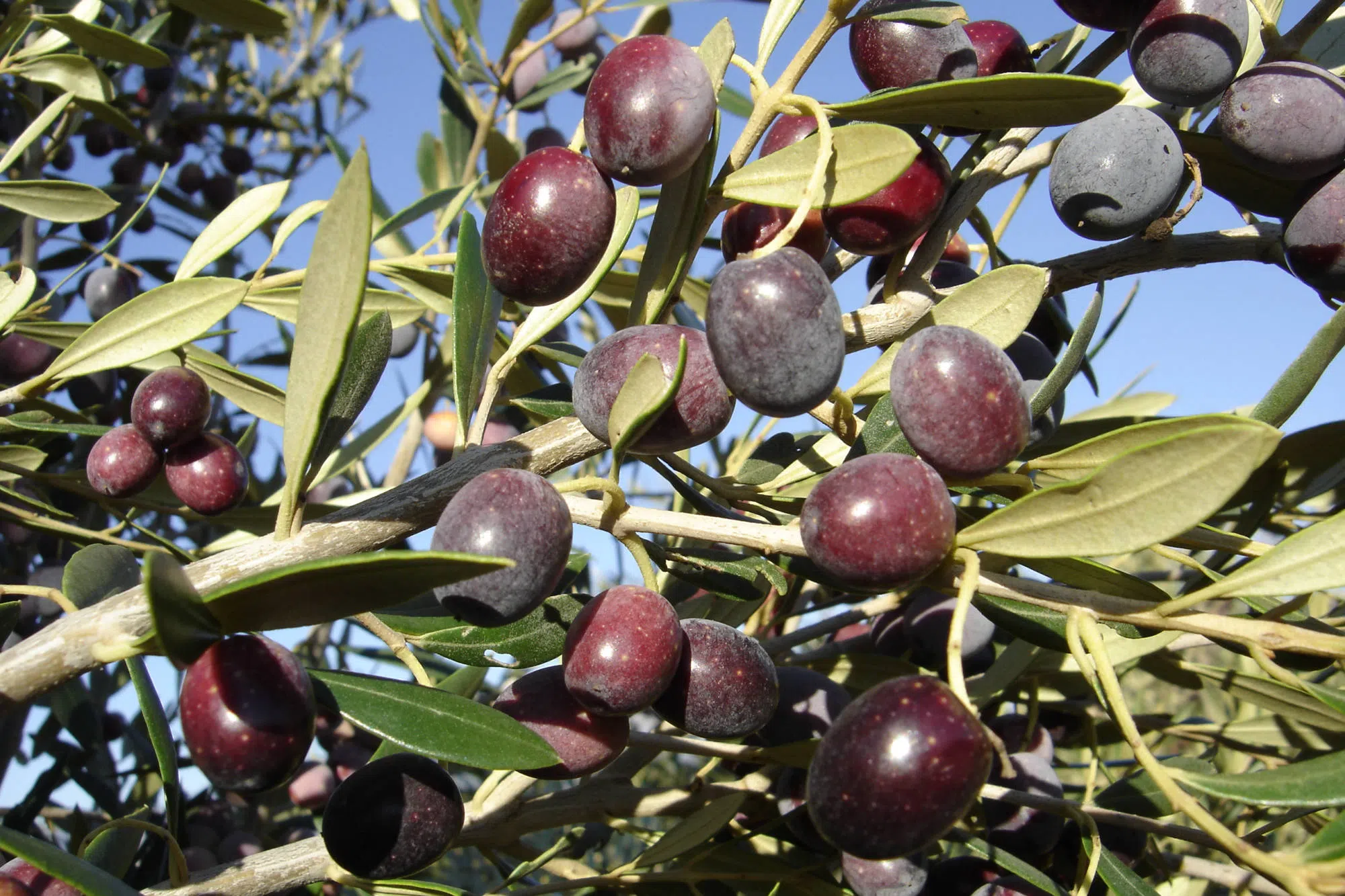 azeitonas-em-olival-arbequina.webp