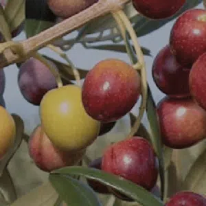 azeitonas-na-oliveira-variedade-arbequina.webp