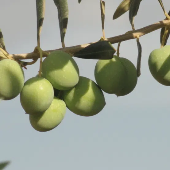azeitonas-verdes-manzanilla.webp
