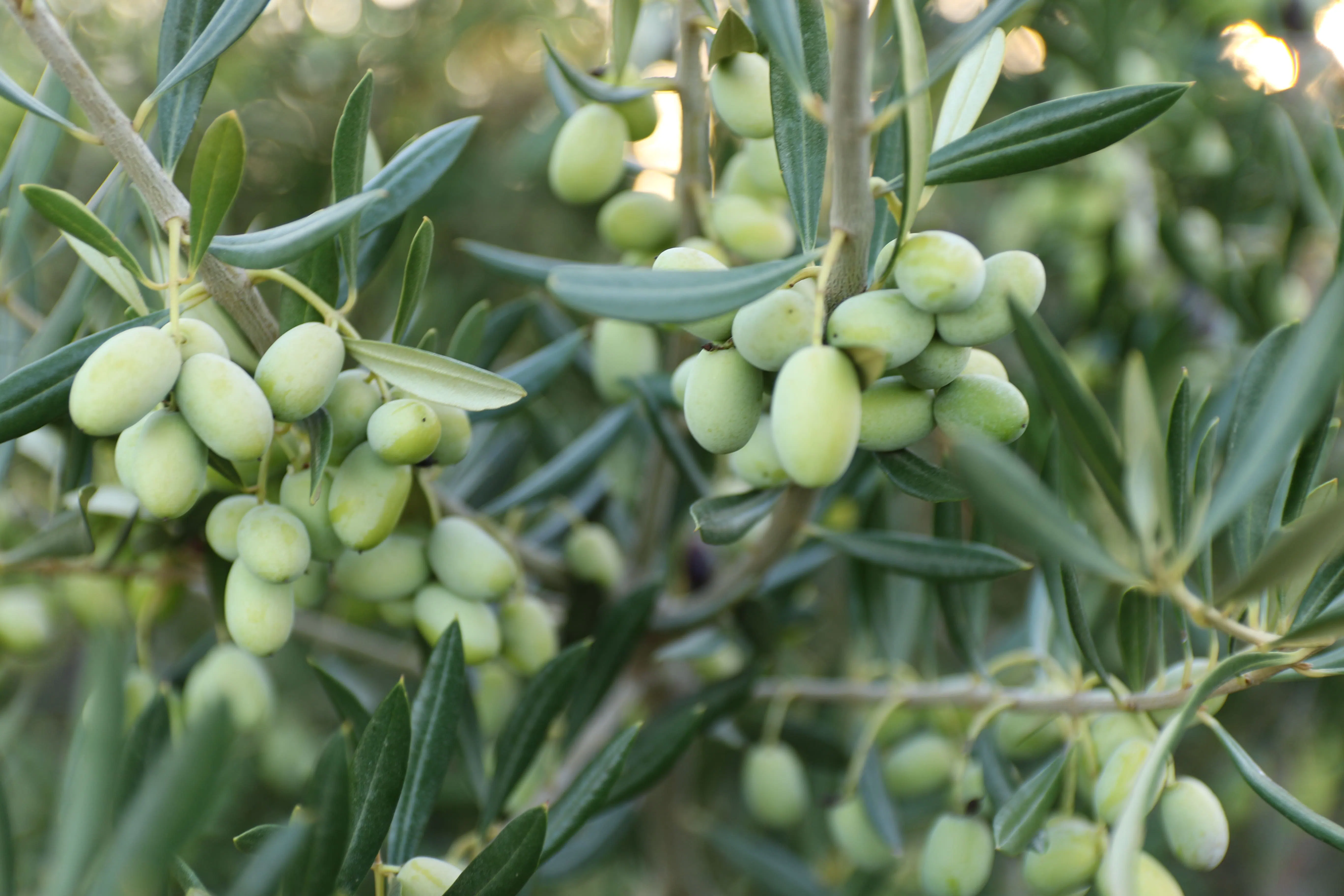 azeitonas-verdes.webp