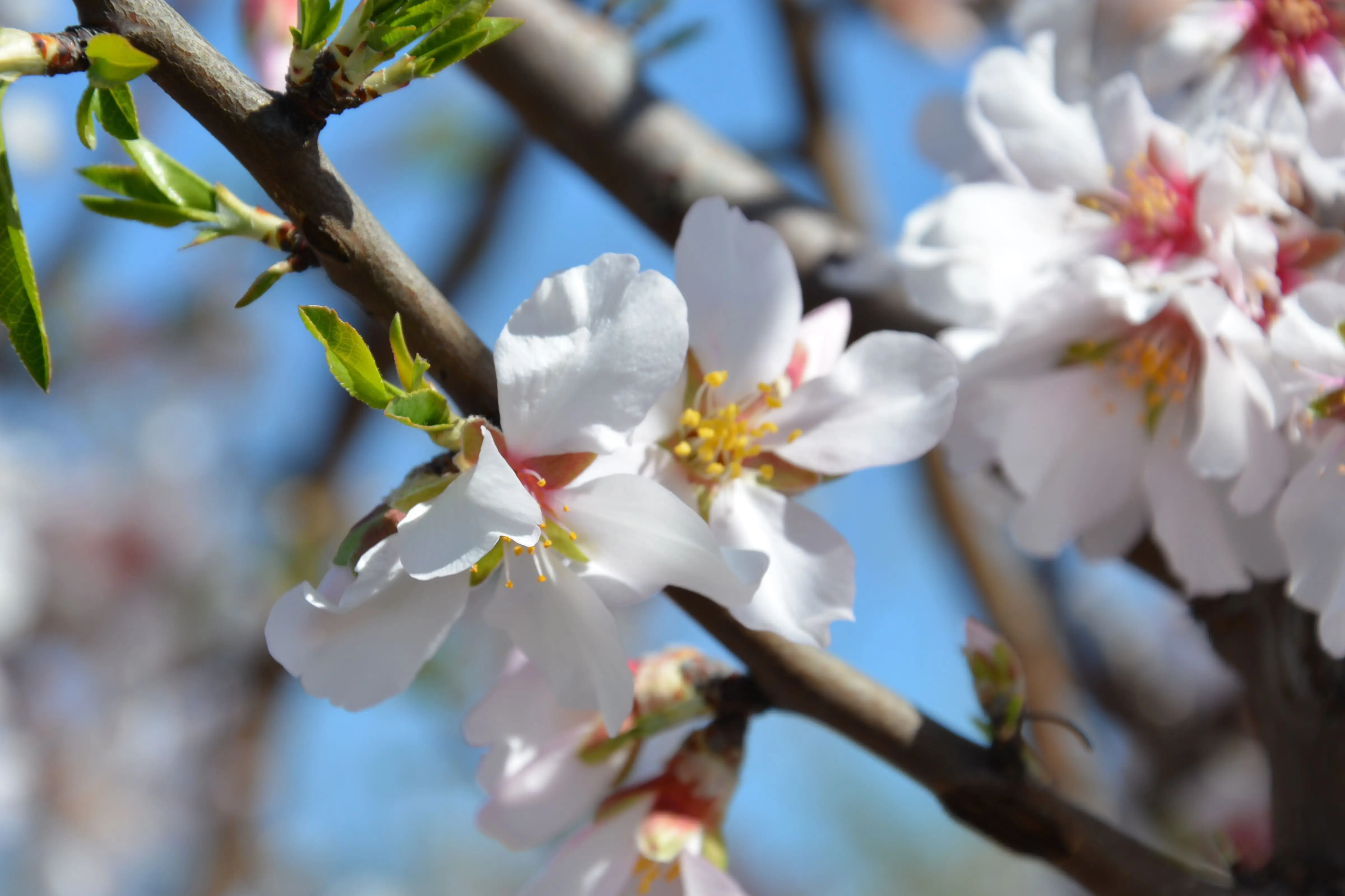 flores-de-amendoeira.webp