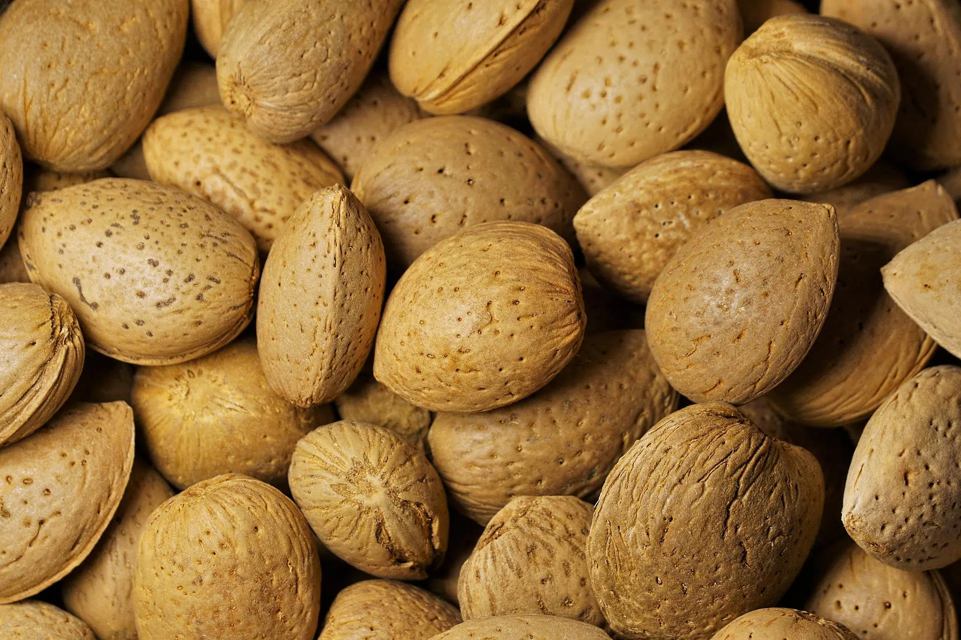hidro-iberica-em-fileira-na-revista-frutas-legumes-e-flores-exploracao-de-frutos-secos-amendoas-e-avelas.webp