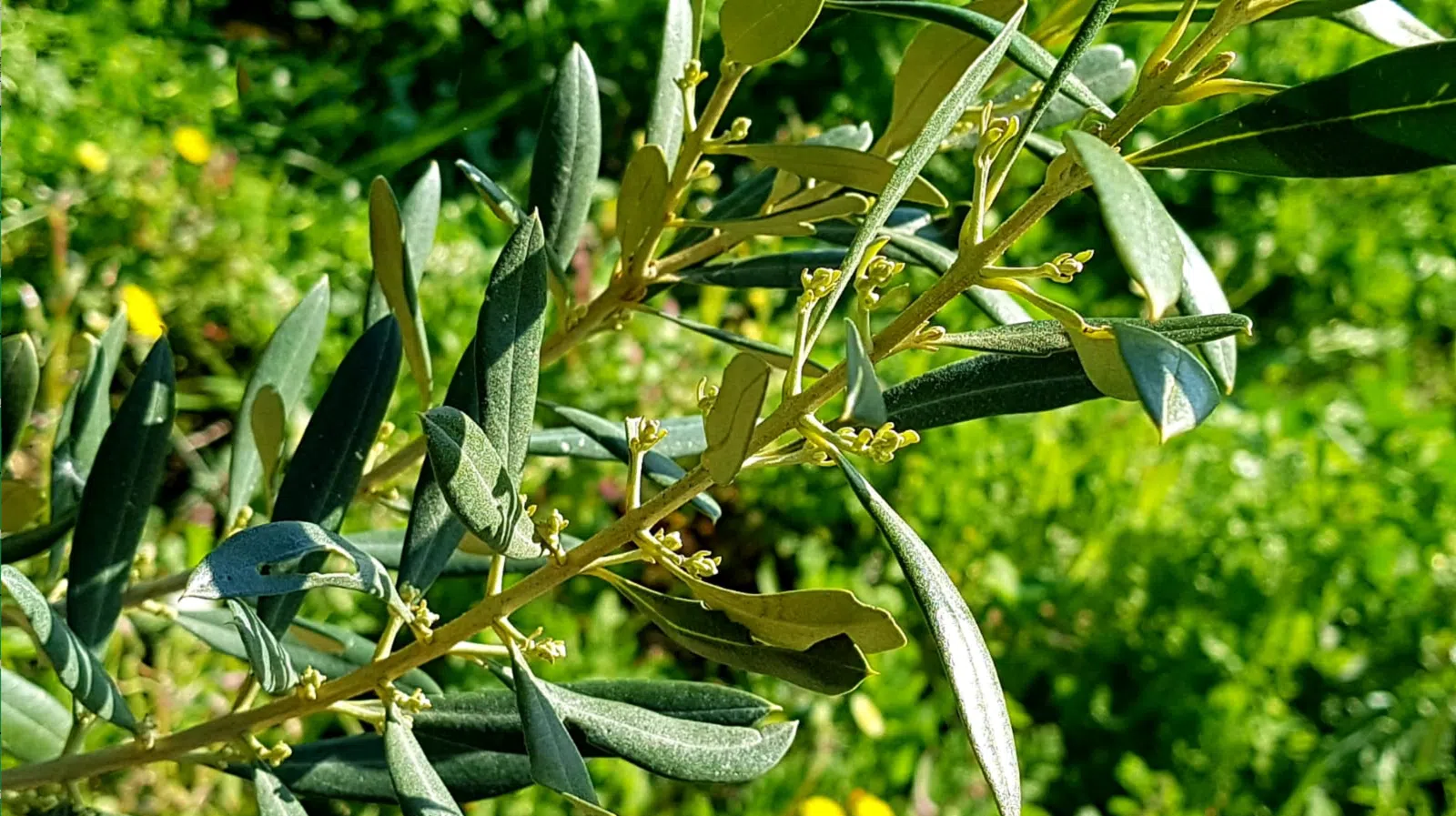 oliveira-com-azeitonas-em-producao-arbosana.webp