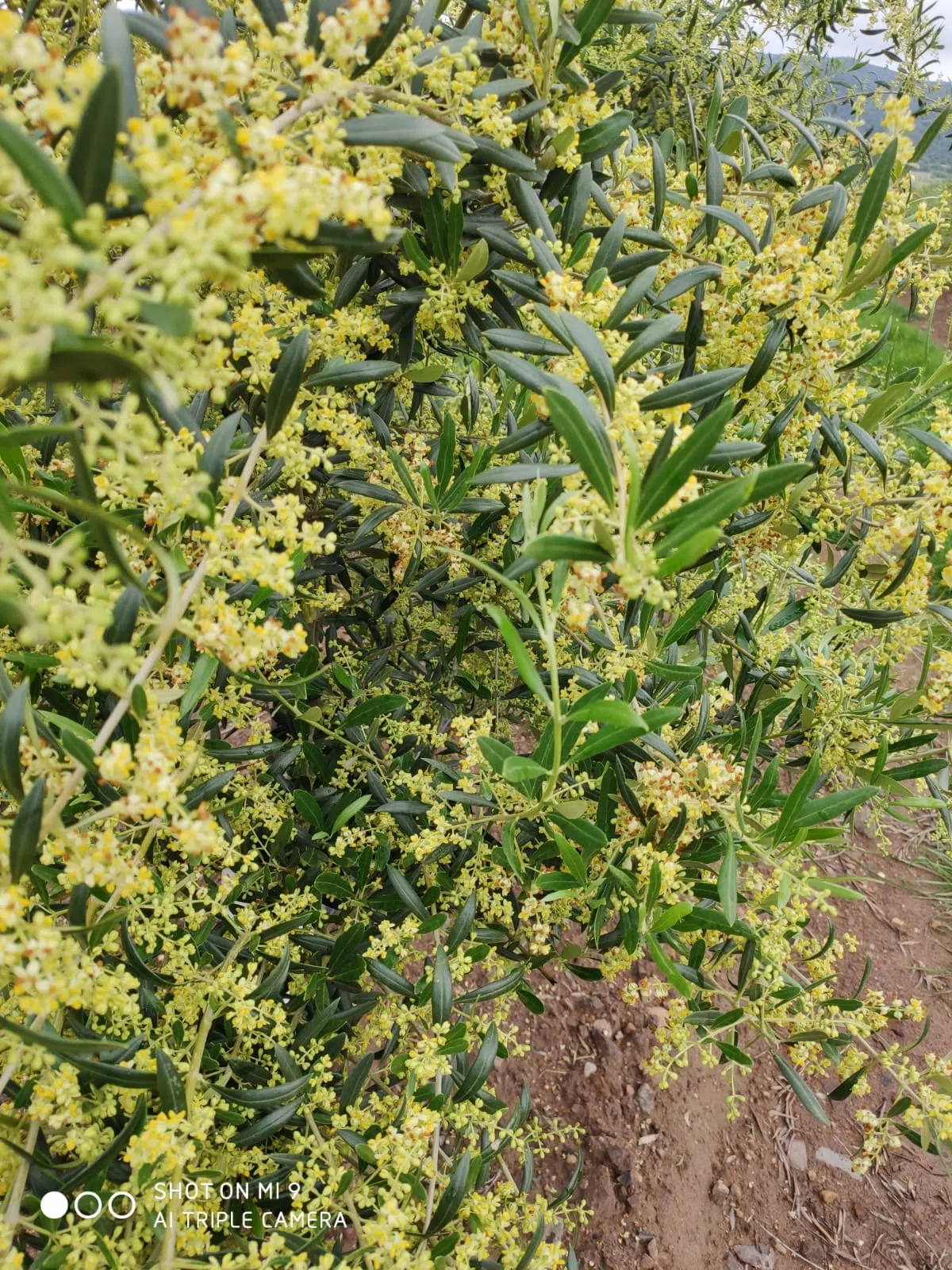oliveira-e-folhagem-em-plantacao-agricola.webp