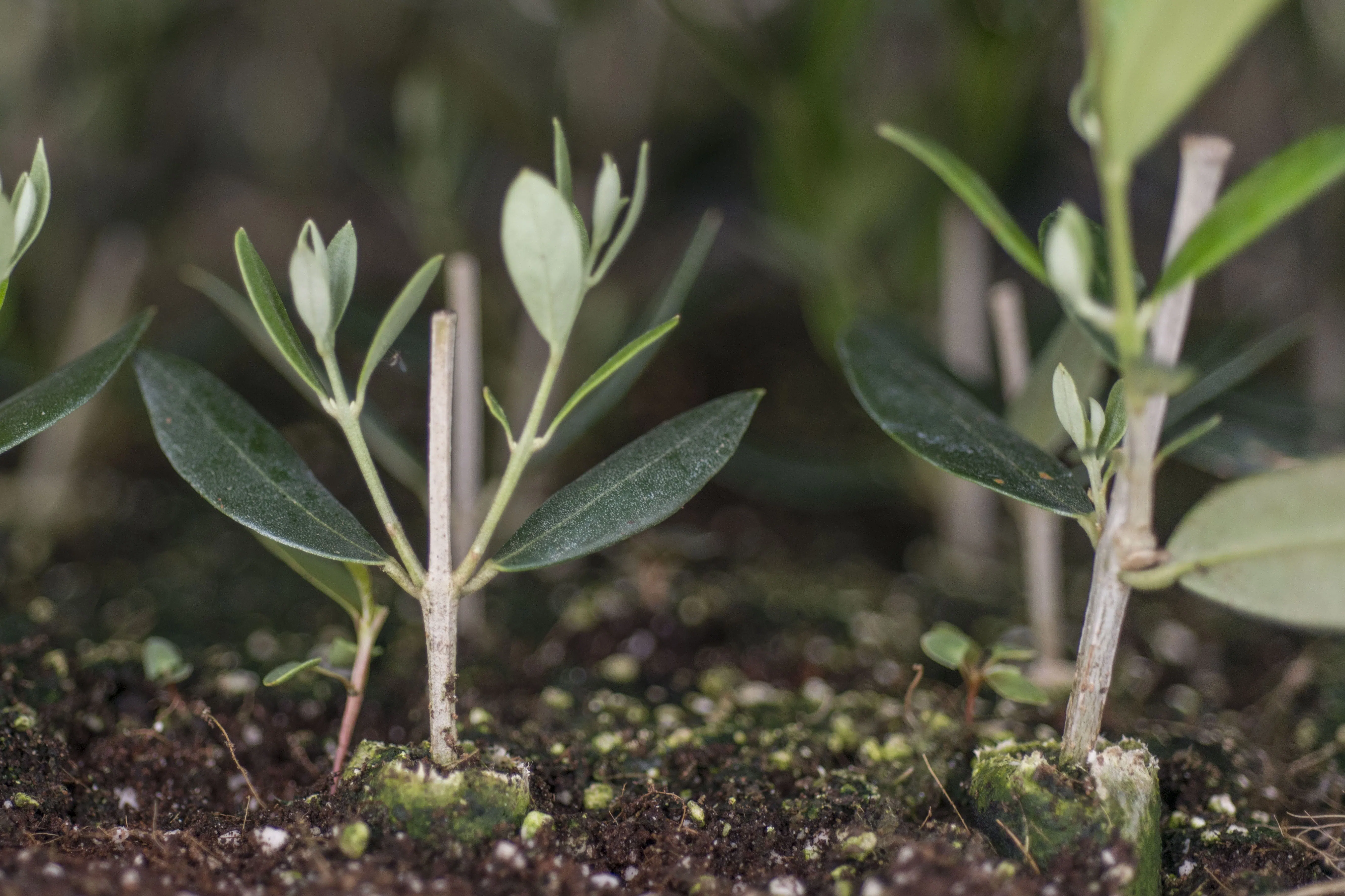 oliveira-jovem-em-plantacao-agricola-2.webp