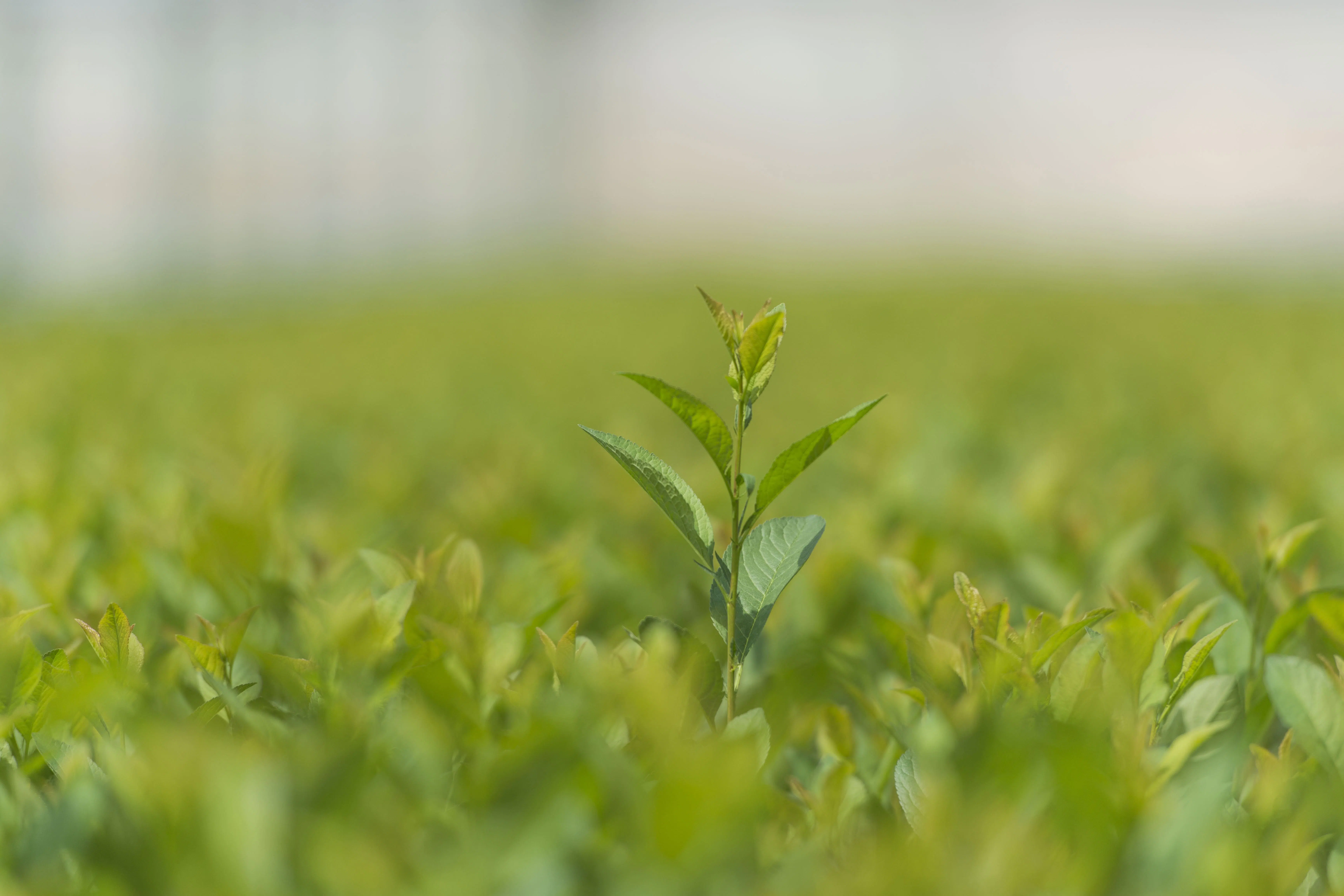 oliveira-jovem-em-plantacao-agricola.webp