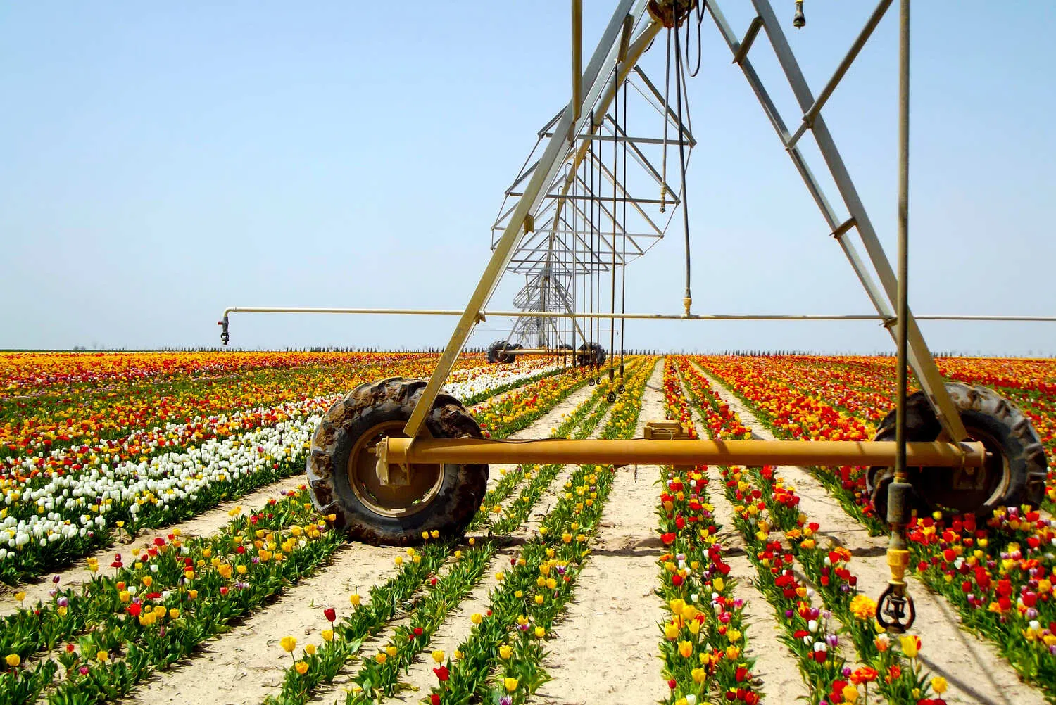 pivot-de-rega-em-cultura-flores.webp