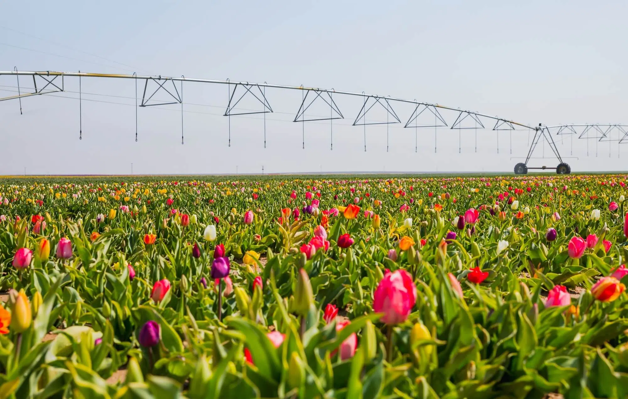 pivot-de-rega-rkd-agricultura-e-regadio-de-flores.webp