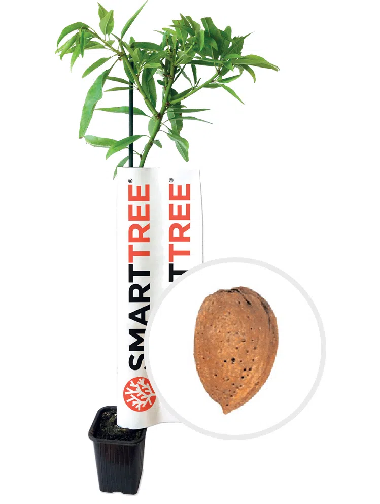 planta-smarttree-agromillora-amendoeira-variedade-guara.webp