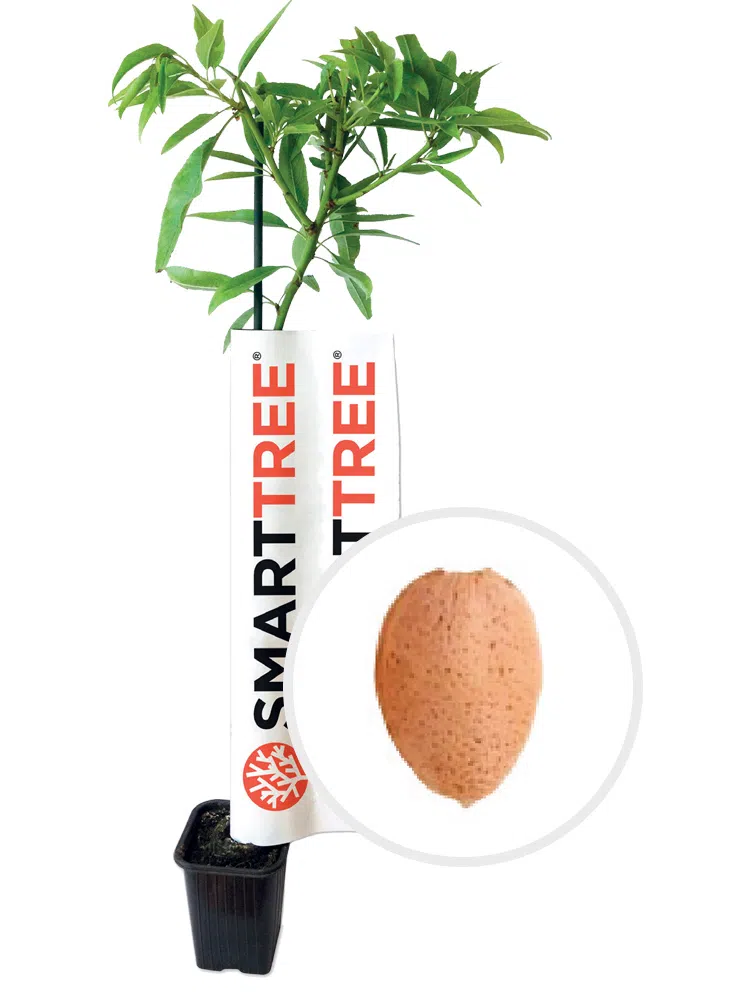 planta-smarttree-agromillora-amendoeira-variedade-makako.webp