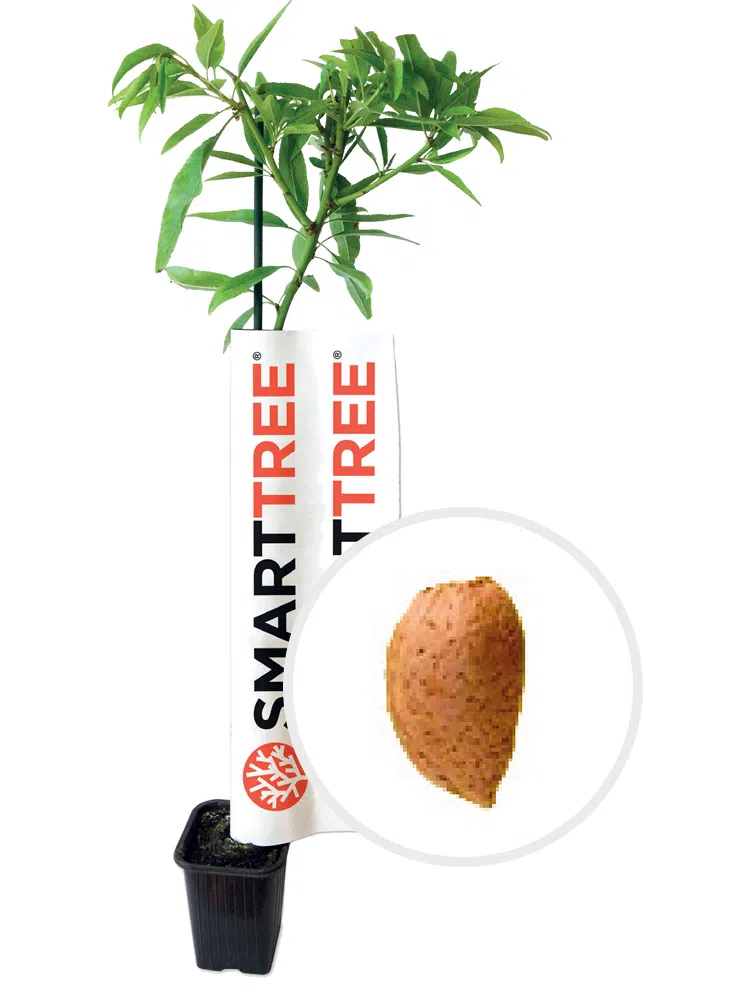 planta-smarttree-agromillora-amendoeira-variedade-penta.webp