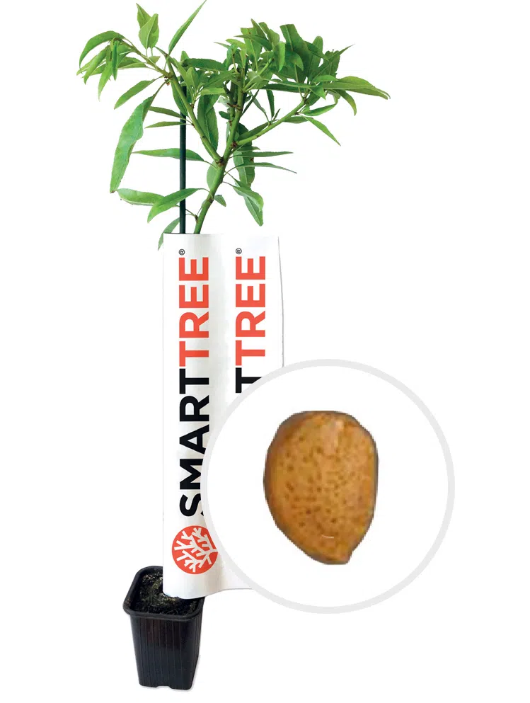 planta-smarttree-agromillora-amendoeira-variedade-vialfas.webp