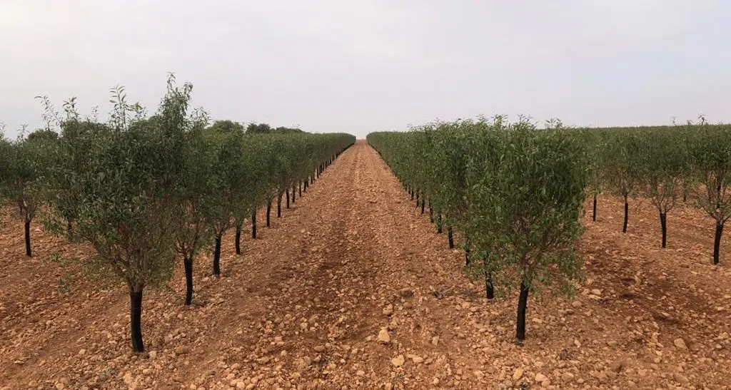 plantacao-de-amendoal-de-sequeiro-intensivo-em-sebe-1.webp