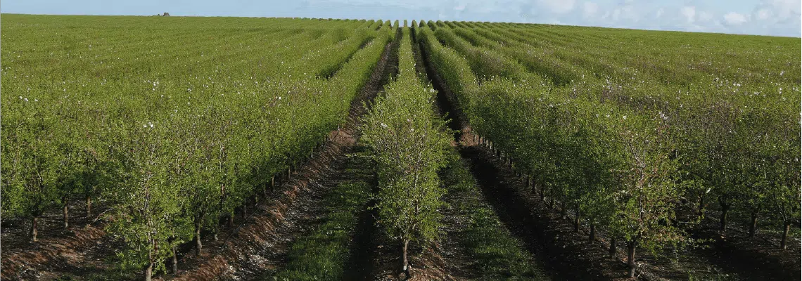 plantacao-de-amendoal-intensivo-makako.webp