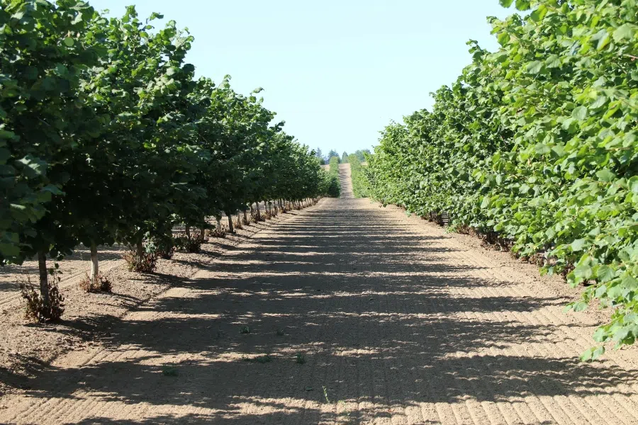 plantacao-de-aveleiras-agromillora.webp