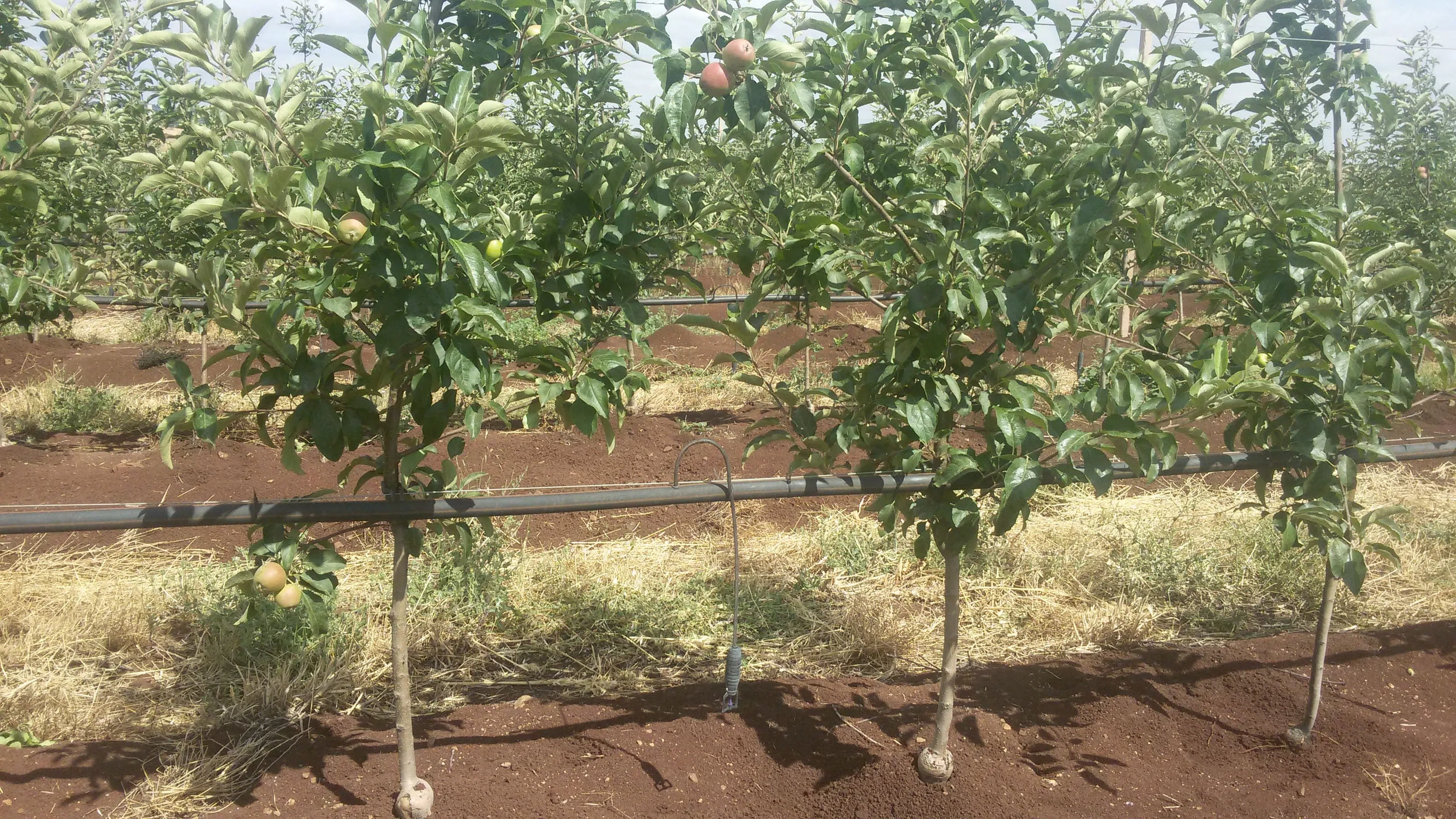 plantacao-de-olival-intensivo-4.webp