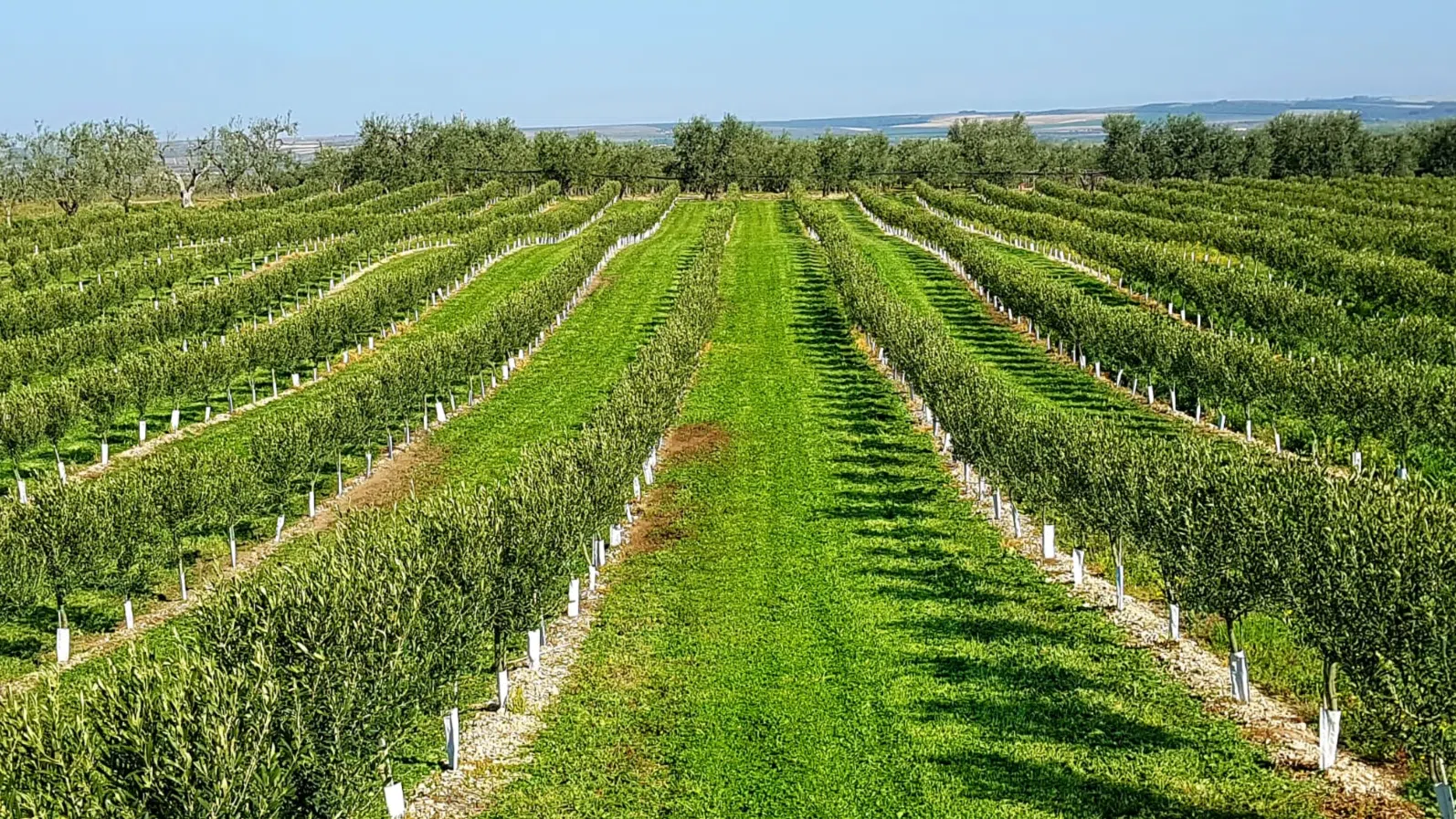 plantacao-de-olival-intensivo-arbosana.webp