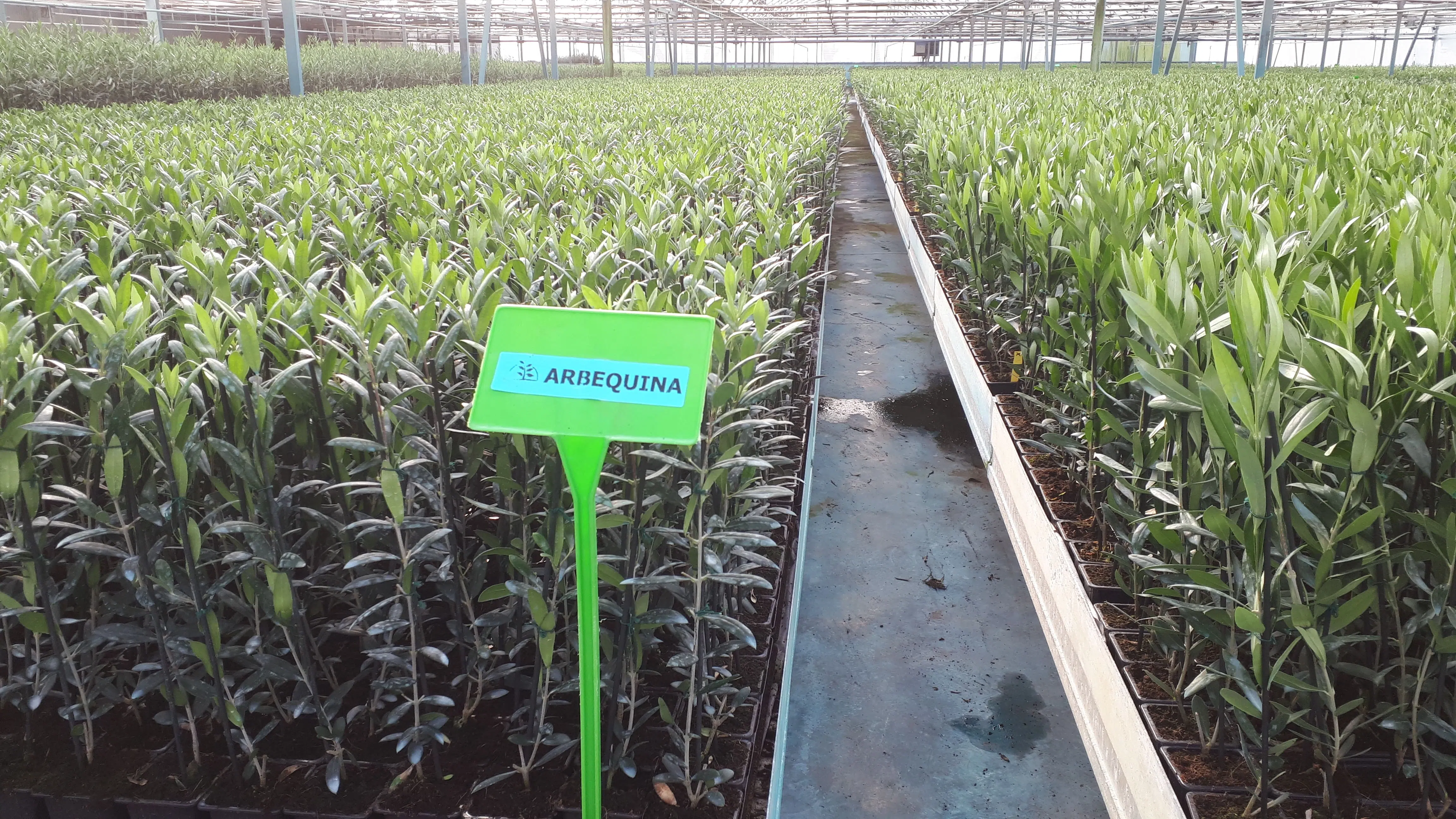 plantas-agricolas-em-viveiro-oliveiras-arbequina.webp