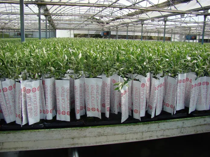 plantas-agricolas-oliveiras-em-viveiro-smartree-agromillora.webp