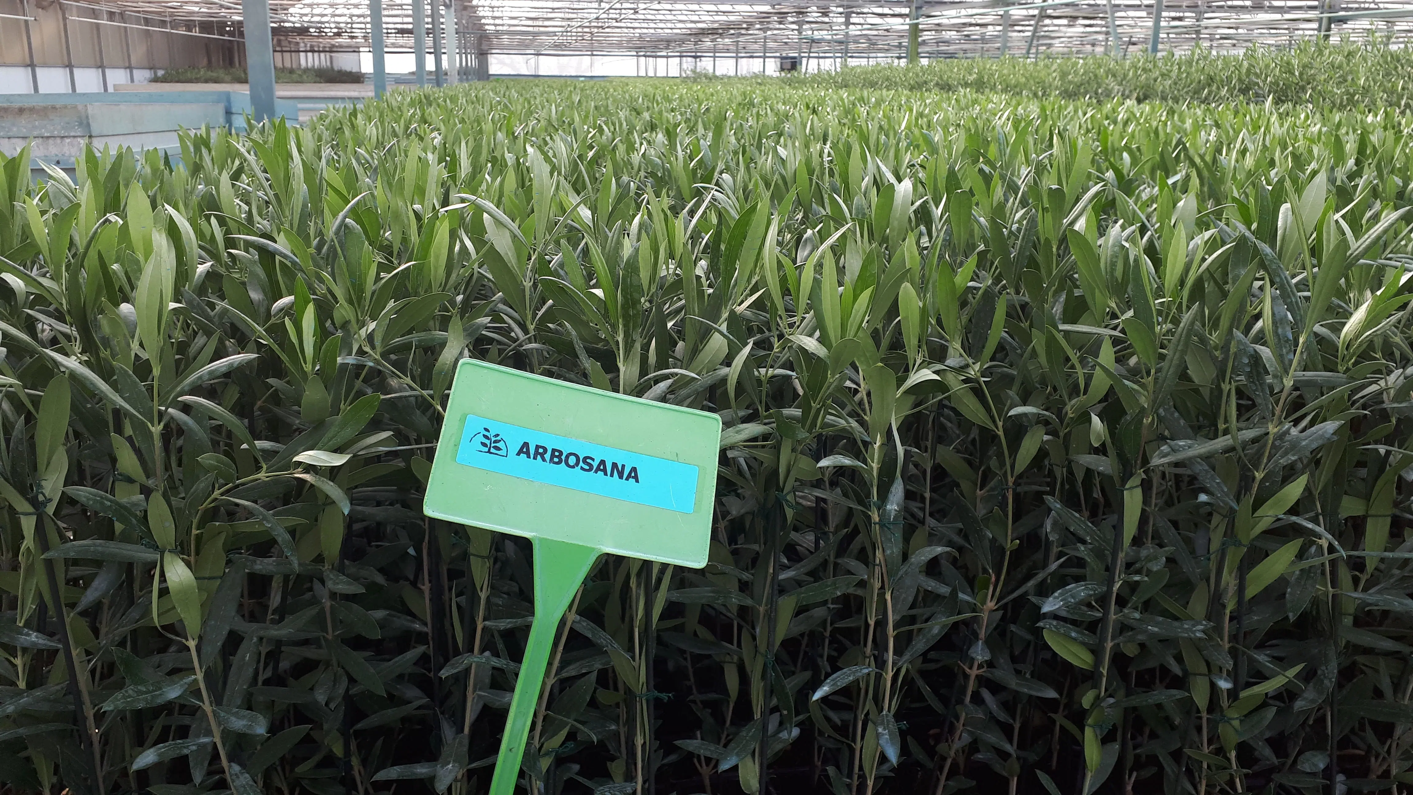 plantas-agromillora-oliveiras-arbosana.webp