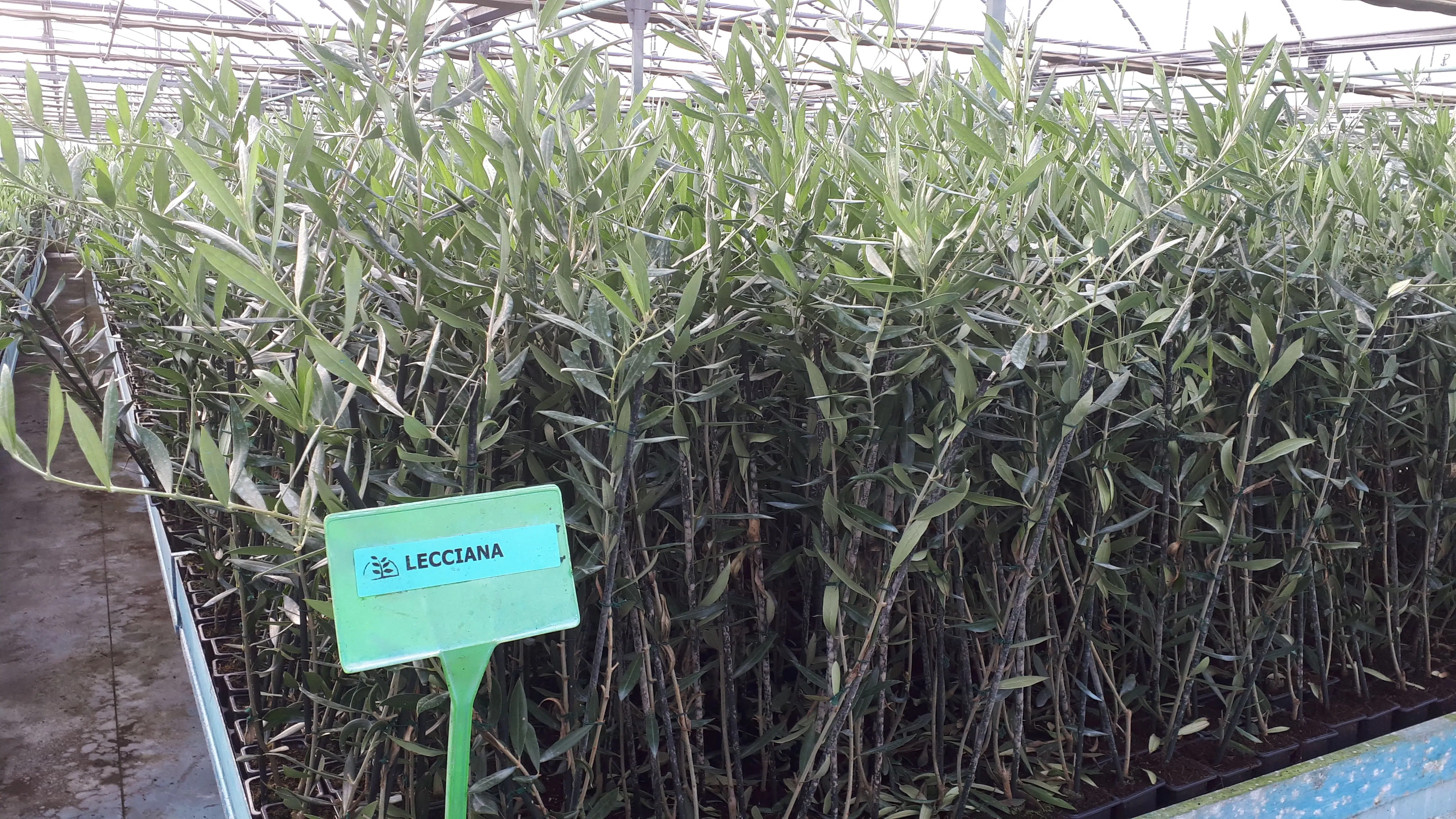 plantas-oliveiras-em-viveiro-lecciana.webp