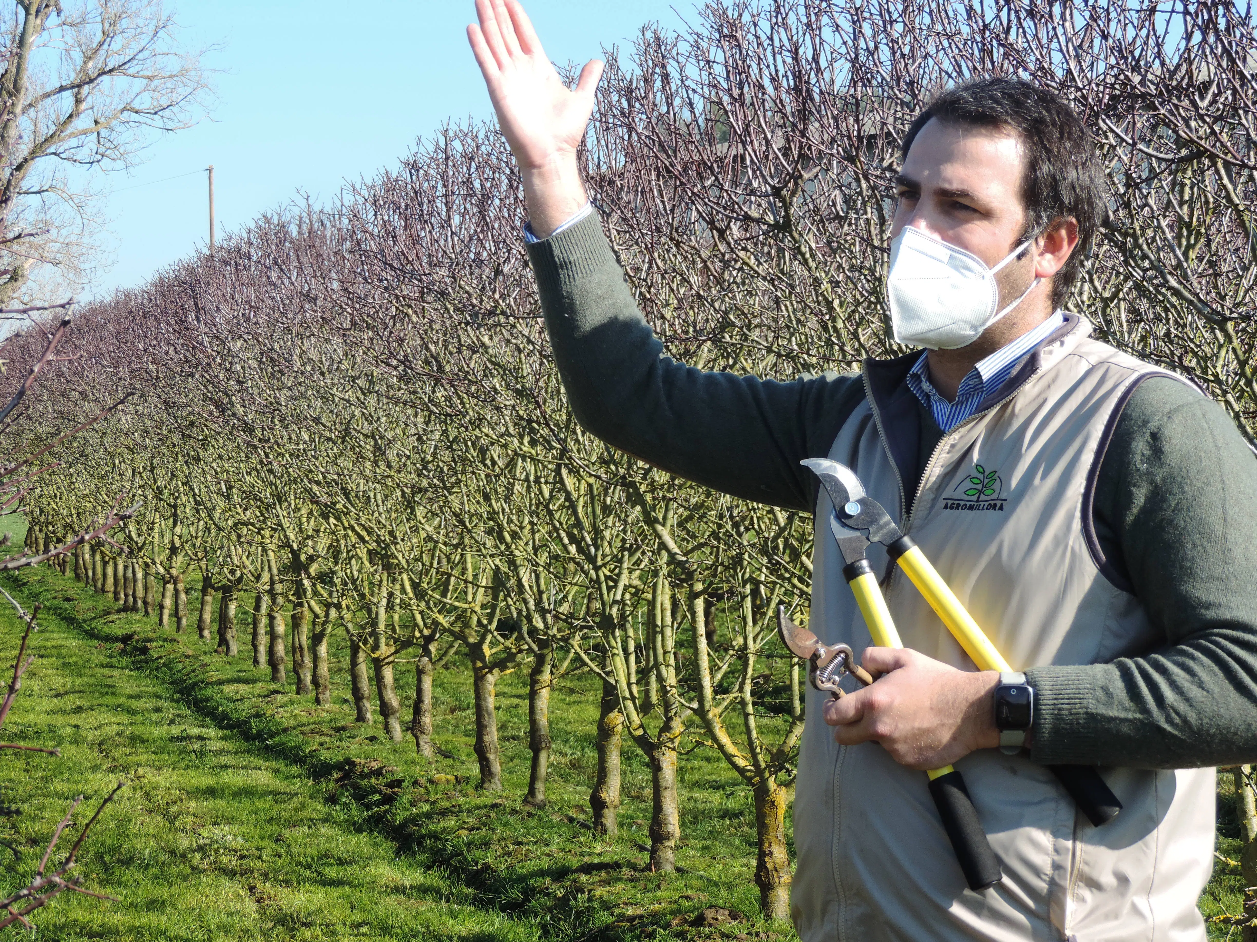 poda-da-amendoeira-em-sistema-de-sebe-1-curso-de-formacao-poda-de-amendoal-agromillora-shidro-iberica-e-agroglobal.webp