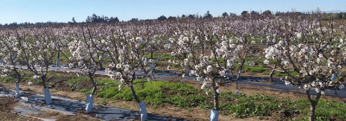 pomar-de-amendoeiras-com-rega-agricola-2.webp