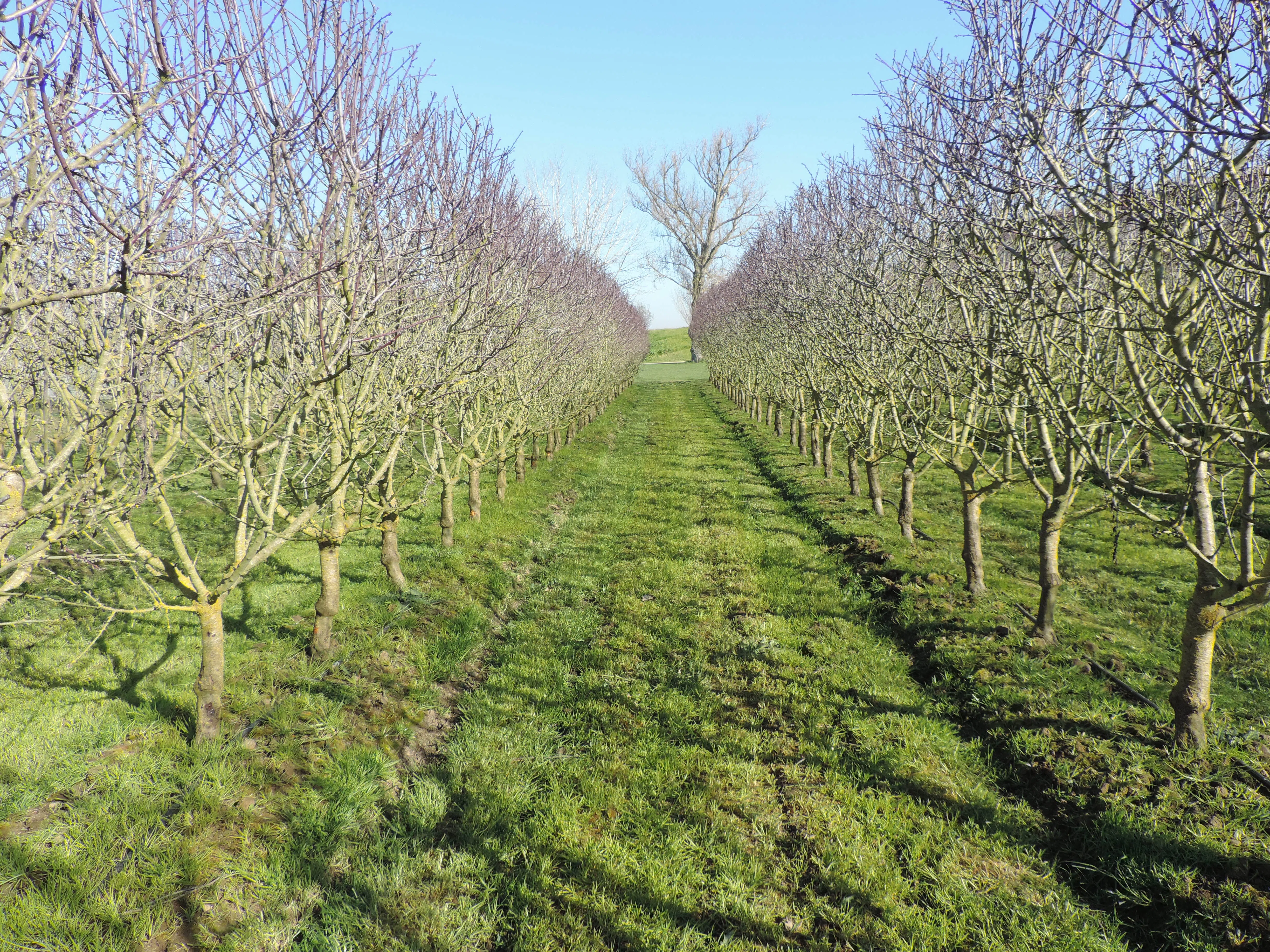 pomar-de-amendoeiras-com-rega-agricola-5.webp