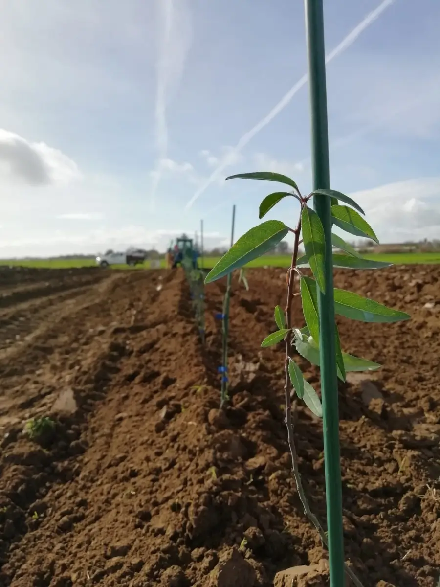 primeira-plantacao-de-amendoal-de-sequeiro-em-sebe-planta-jovem-detalhe.webp