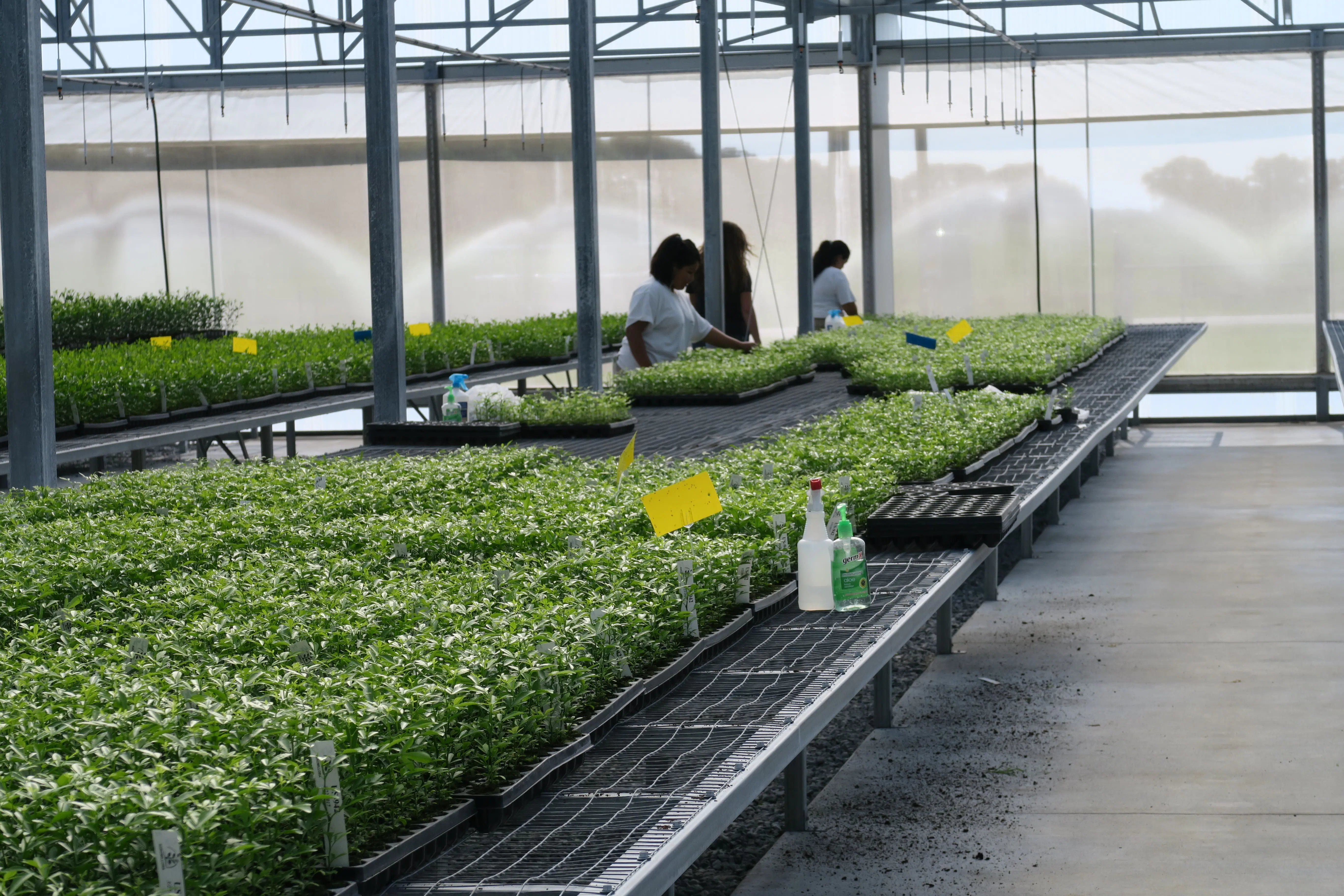 producao-de-plantas-em-estufa-agricola-5.webp