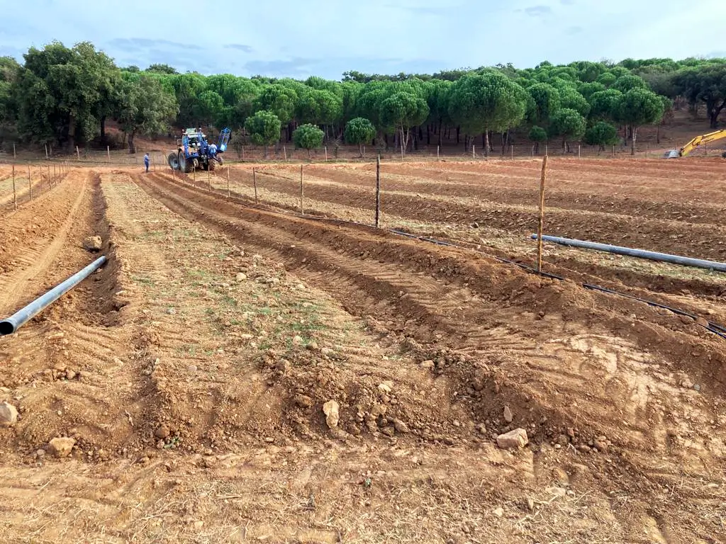 projeto-chave-na-mao-de-plantacao-e-rega-gota-a-gota-em-estremoz-portfolio-2.webp