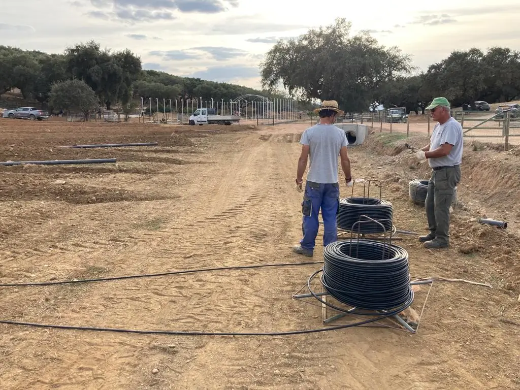 projeto-chave-na-mao-de-plantacao-e-rega-gota-a-gota-em-estremoz-portfolio-3.webp