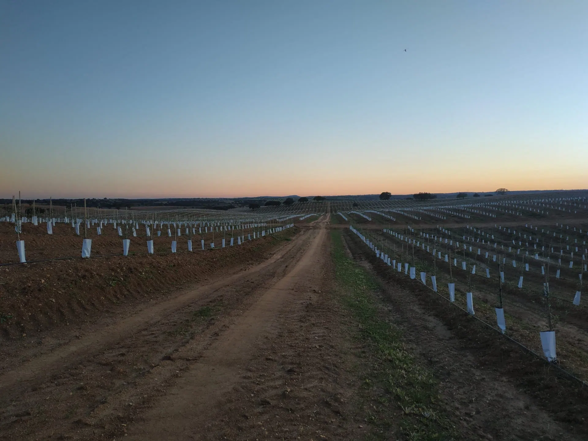 sistema-de-rega-para-plantacao-agricola.webp